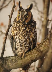 Close-up of bird perching on tree trunk