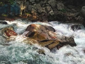 View of turtle in sea