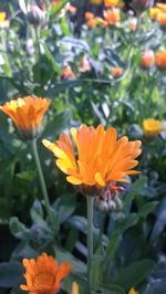 Close-up of orange flowers blooming outdoors