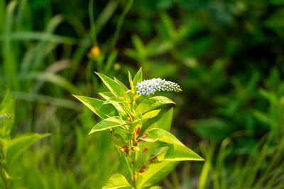 plant