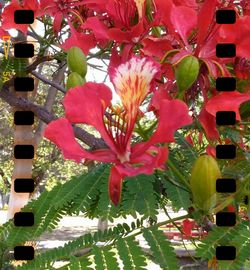 Close-up of red flowers blooming outdoors