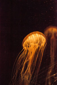 Close-up of jellyfishes swimming in sea