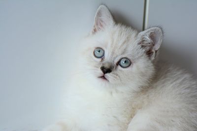 Close-up portrait of a cat