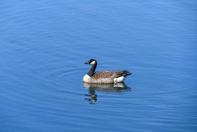High angle view of bird swimming in lake