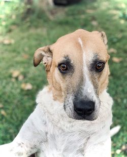 Close-up portrait of dog on field