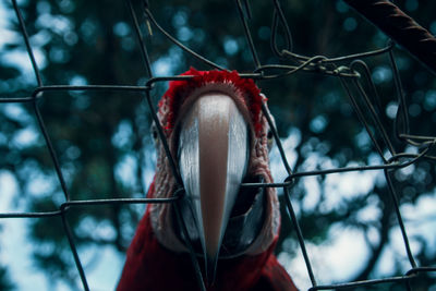 Low angle view of macaw see through chainlink fence