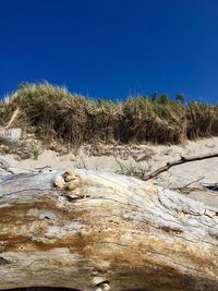 Surface level of driftwood on landscape against clear blue sky