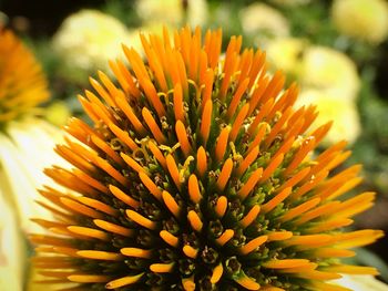 Close-up of yellow flower