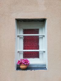 Potted plant on window sill of building