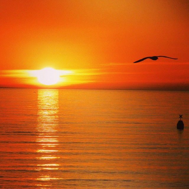 sunset, bird, sun, animal themes, water, orange color, flying, wildlife, animals in the wild, sea, reflection, one animal, beauty in nature, scenics, horizon over water, waterfront, tranquil scene, tranquility, idyllic, sky