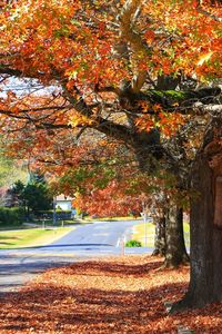 Trees and leaves by road in park during autumn