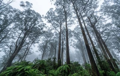 Low angle view of trees in forest