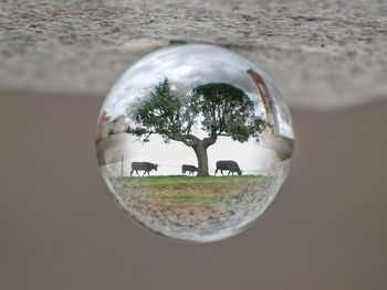 Close-up of crystal ball on glass