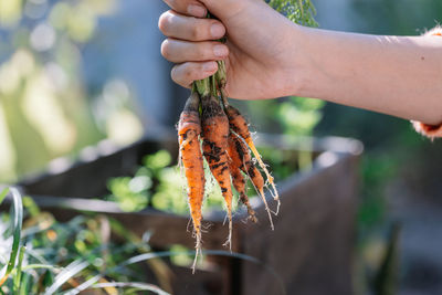 Cropped hand of woman holding plant