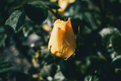 Close-up of yellow rose