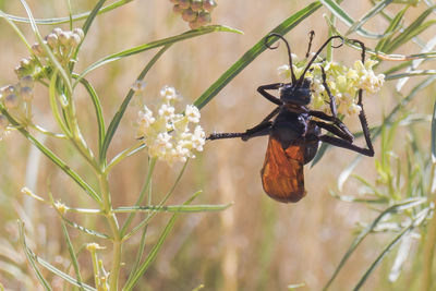 Close-up of insect on flower