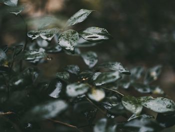 Close-up of wet leaves