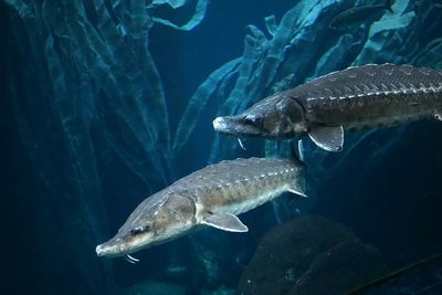 Alligator gar swimming in fish tank at aquarium