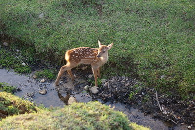 High angle view of deer on field