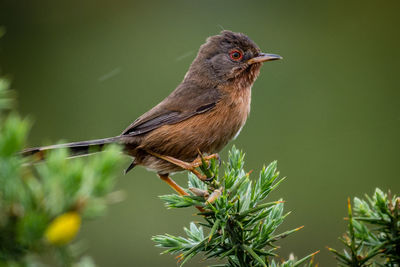 Close-up of bird perching on plant