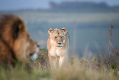 Female lion in south africa walking towards blurred male lion in the foreground