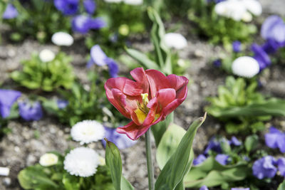 Close-up of pink flowers blooming outdoors