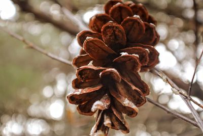 Close-up of pine cone