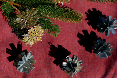 High angle view of potted plant