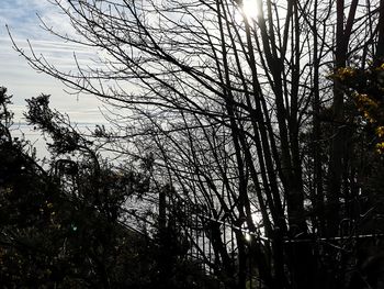 Low angle view of silhouette trees against sky