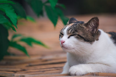 Close-up of a cat looking away