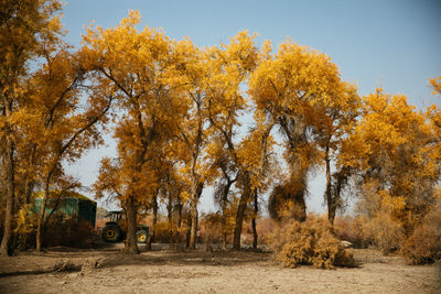 Trees in park during autumn