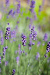 Close-up of butterfly on purple flowering plants on field