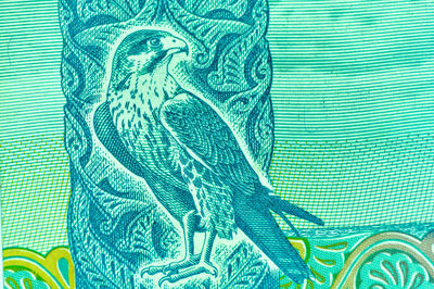 Close-up of eagle