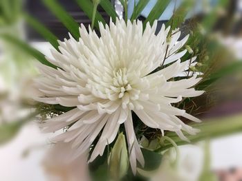 Close-up of white flower