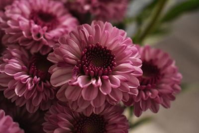 Close-up of pink dahlia