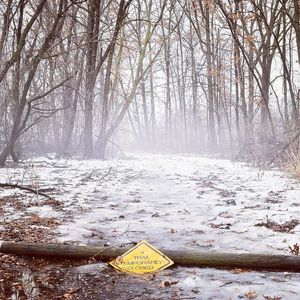 Bare trees in forest during winter