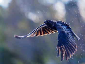 Close-up of bird flying