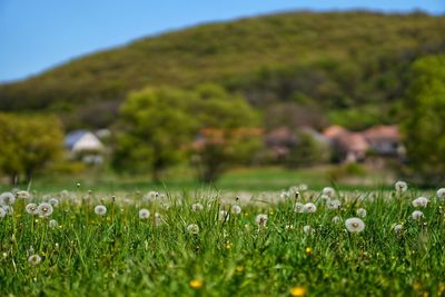 Scenic view of flowering plants on field