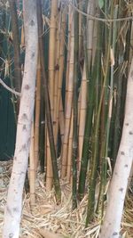 Close-up of bamboo plants