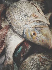 Close-up of fish for sale in market