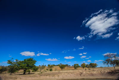 Trees on field against blue sky