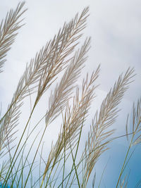 Close-up of stalks against clear sky