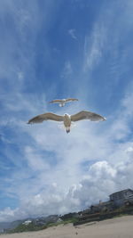 Low angle view of seagull flying in sky