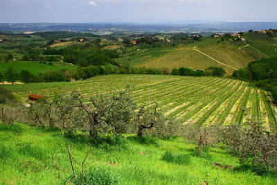 Scenic view of agricultural field against sky