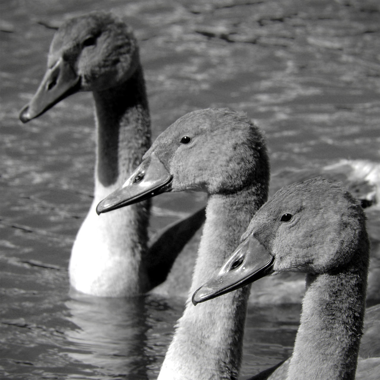 animal themes, animals in the wild, wildlife, bird, water, beak, one animal, lake, focus on foreground, swan, pelican, close-up, nature, two animals, side view, day, outdoors, water bird, animal head