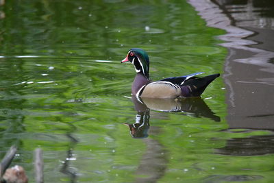 Bird swimming in lake