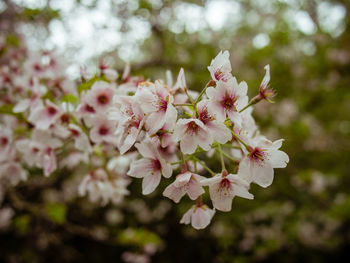 Close-up of pink flowers