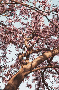 Low angle view of cherry blossom tree against sky