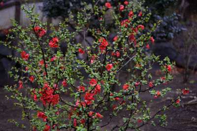 Red berries on plant