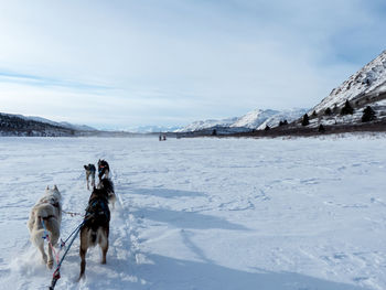 Rear view of dogs pulling sled through snow